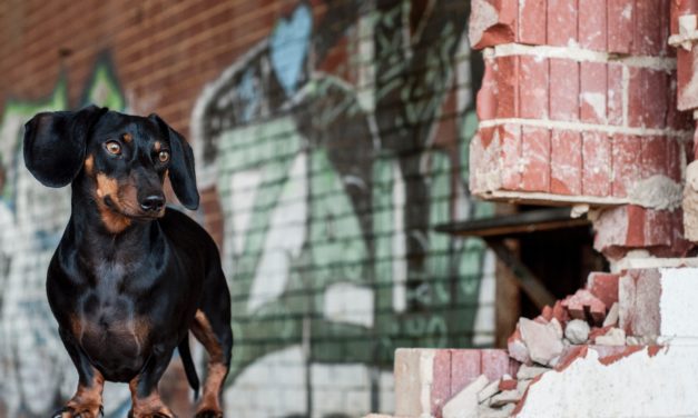 Zahlt die Haftpflichtpolice, wenn ein Hund sich auf einen teuren Teppich erbricht?