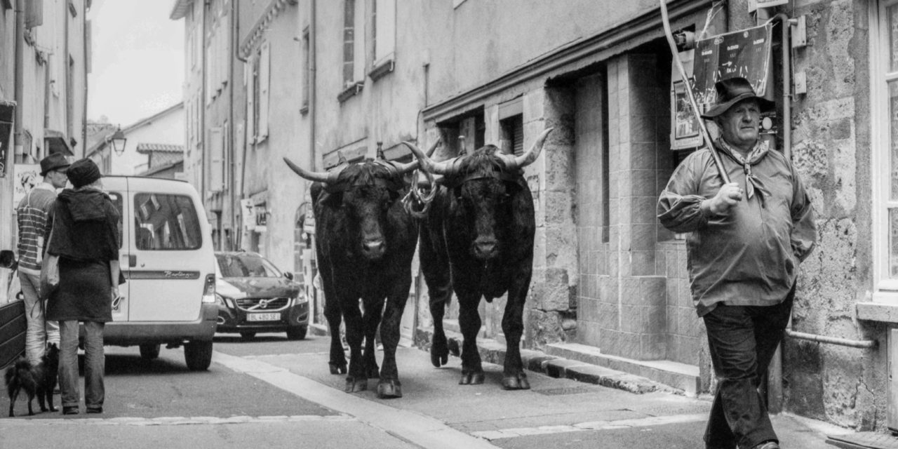 Rekordschäden durch Wildtierunfälle